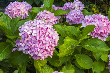 Colorful flowers in summer