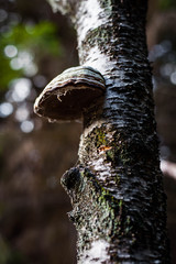 Mushroom in forest