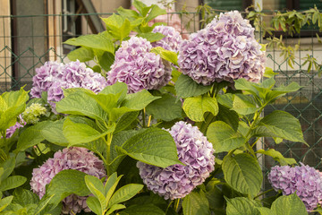 Colorful flowers in summer