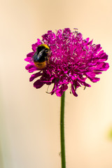 beautiful Scabiosa atropurpurea flowers in spring time