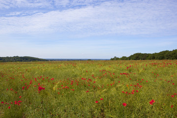 hilltop poppy field