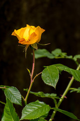 beautiful rose in summer time