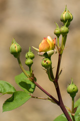 beautiful rose in summer time
