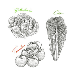Fototapeta premium Hand drawn sketch style vegetables set. butterhead salad, tomato and cos salad.
