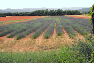 blühender Lavendel in der Provence – zwischen Klatschmohn-  und Getreidefeldern
