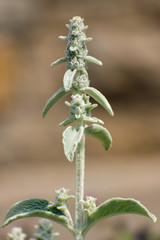 flowers on green background