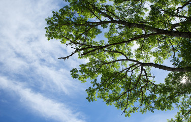 Up view of tree on beautiful sky background.