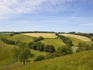 Fototapeta na wymiar Yorkshire grazing meadows
