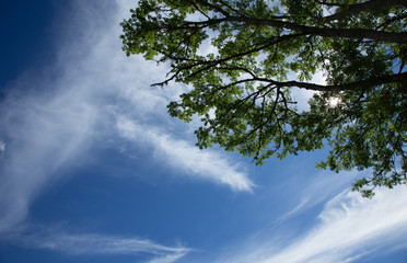 Up view of tree on beautiful sky background.
