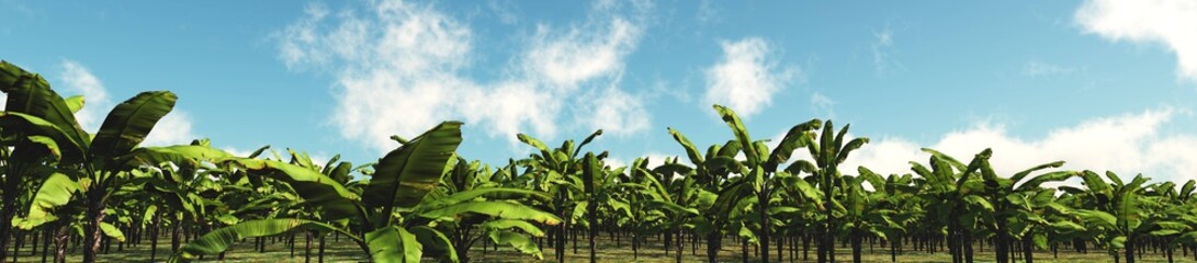 Banana Grove. Panorama of trees against the sky with clouds.
3D rendering