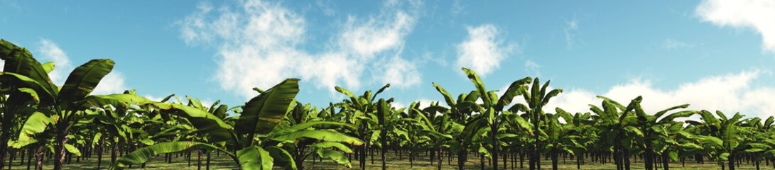 Banana Grove. Panorama of trees against the sky with clouds.
3D rendering