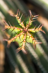 beautiful desert cactus plant