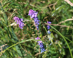  Vicia cracca commonly called tufted vetch, bird or blue vetch and boreal vetch, blooming in spring