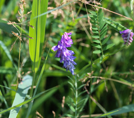  Vicia cracca commonly called tufted vetch, bird or blue vetch and boreal vetch, blooming in spring
