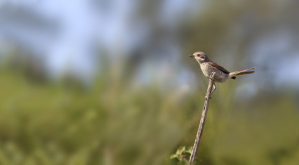 the Shrike-Shrike keeps his balance sitting on the stalk of last year's grass..