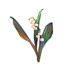 Lily of the valley flower. Watercolor illustration.