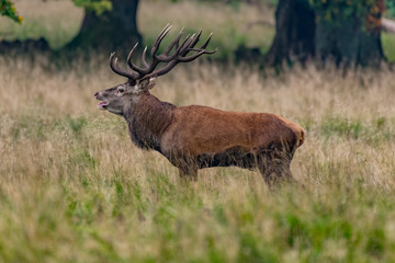 Red Deer Stags (Cervus elaphus)