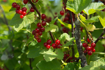 Bush of red currant berries in a garden