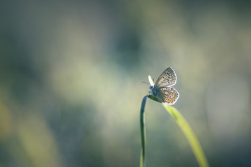 Papillon a contre-jour