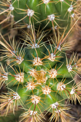 Naklejka na ściany i meble beautiful desert cactus plant