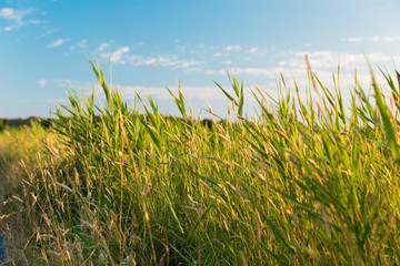 Green field in Kungsbacka, Sweden. Cloudy sky. 