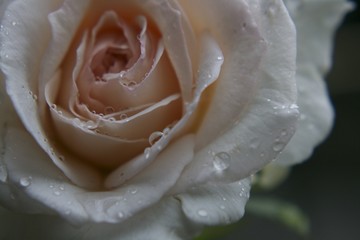 Pink rose with raindrops