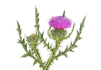 Thistles flower isolated on a white background