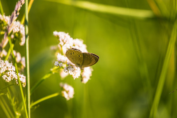 A beautiful brown butterfly sitting on the valerian flower. Small butterfly feeding in meadow....
