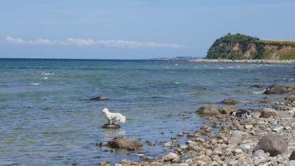 Kleiner weißer Hund mag nicht schwimmen. Er steht auf einem kleinen Felsen im Meer