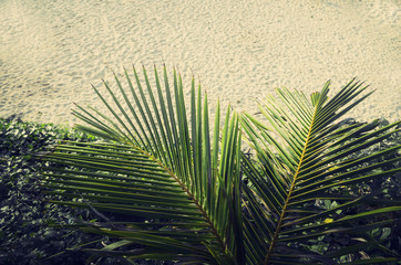 Palm tree on a beach. Aerial view