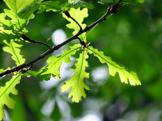 листья дуба