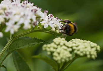 bee pollinates a big white flower