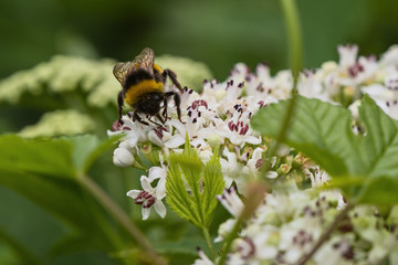 bee pollinates a big white flower
