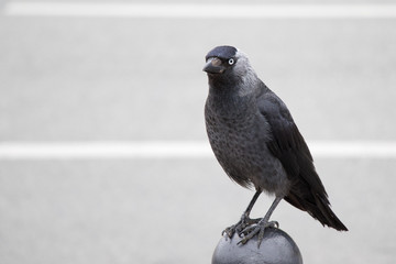 Dohle (Corvus monedula)
