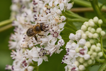 bee pollinates a big white flower
