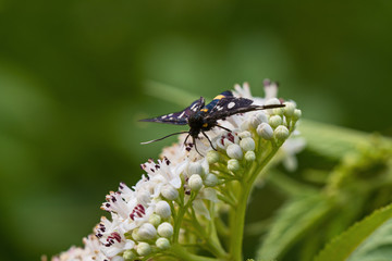 black butterfly sitting on white flower