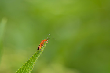 insects crawling over the leaf and blurred green background