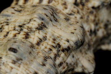 Sea shell surface texture