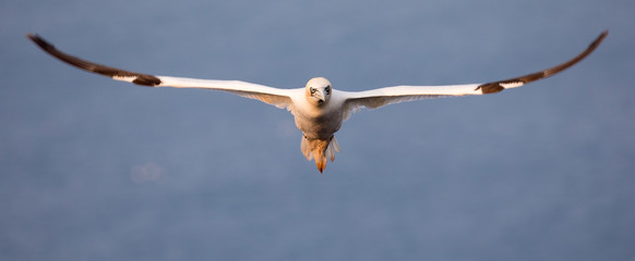 Basstölpel (Morus bassanus)