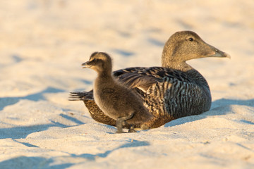 Eiderente (Somateria mollissima)