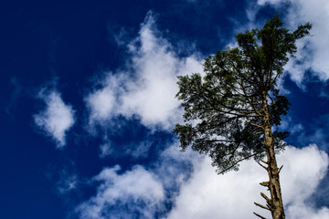 Tree With Cloudy Sky In The Background