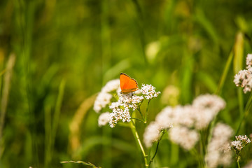 A beautiful orange butterfly sitting on a valerian flower. Closeup in meadow in Latvia, Northern...