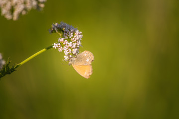 A beautiful orange butterfly sitting on a valerian flower. Closeup in meadow in Latvia, Northern...