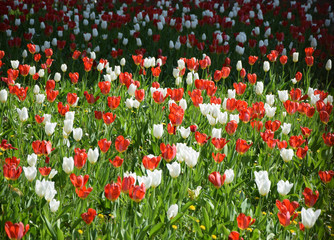 Rote und weiße Tulpen