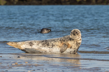 Kegelrobbe (Halichoerus grypus)