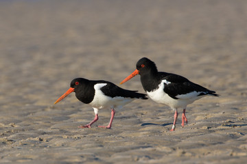 Austernfischer (Haematopus ostralegus)