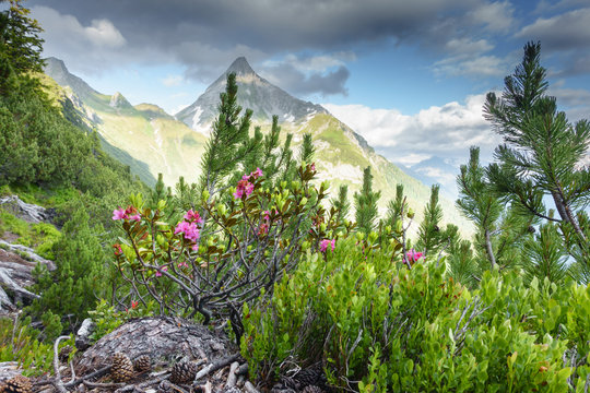 Alpenrosen mit Berggipfel im Hintergrund
