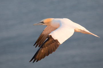 Basstölpel (Morus bassanus)