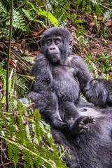 Mountain gorilla in the jungles of Rwanda, Africa