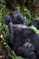 Mountain gorilla in the jungles of Rwanda, Africa